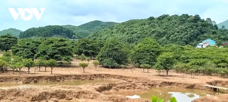 Dông Rui: les populations s’unissent pour protéger la mangrove ảnh 1