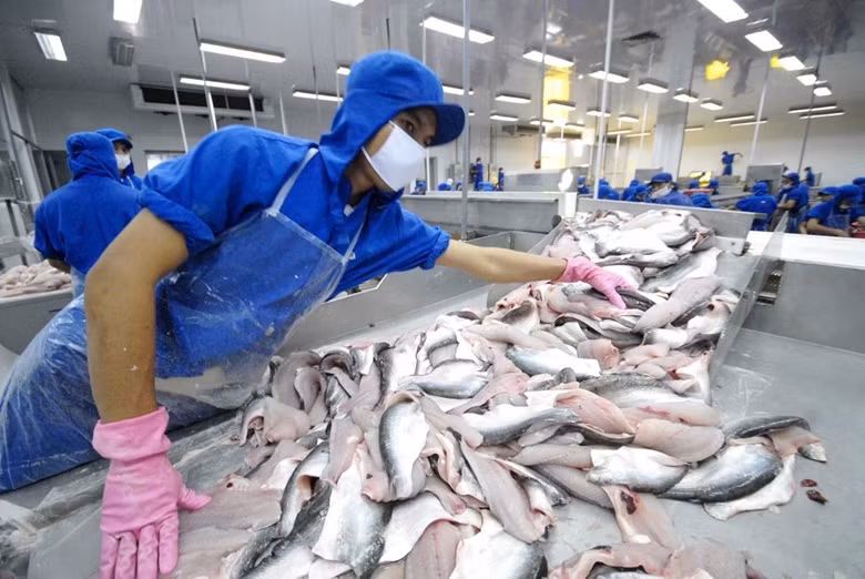 Pangasius vietnamien: la Chine conserve son statut de premier importateur ảnh 1 Pangasius vietnamien: la Chine conserve son statut de premier importateur ảnh 1
