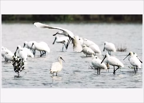 Voyager autrement au Parc national de Xuân Thuy ảnh 2