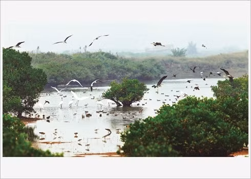 Voyager autrement au Parc national de Xuân Thuy ảnh 1
