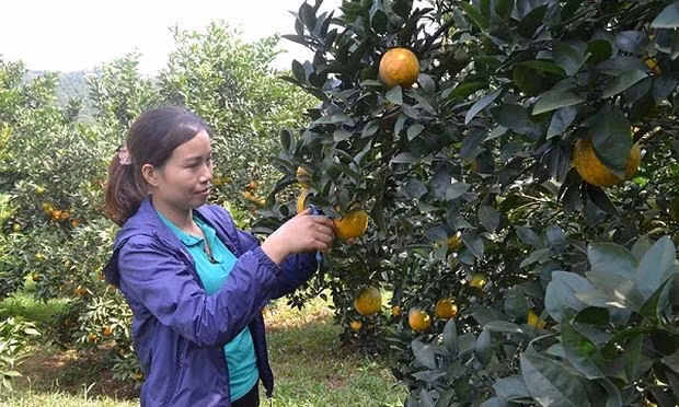 Les fruits de la croissance… ảnh 1