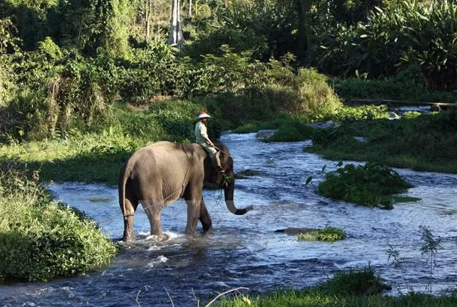 La province de Dak Lak renforce la protection des éléphants ảnh 1