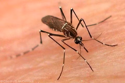 Hanoï: 8 milliards de dongs pour la lutte contre la dengue ảnh 1