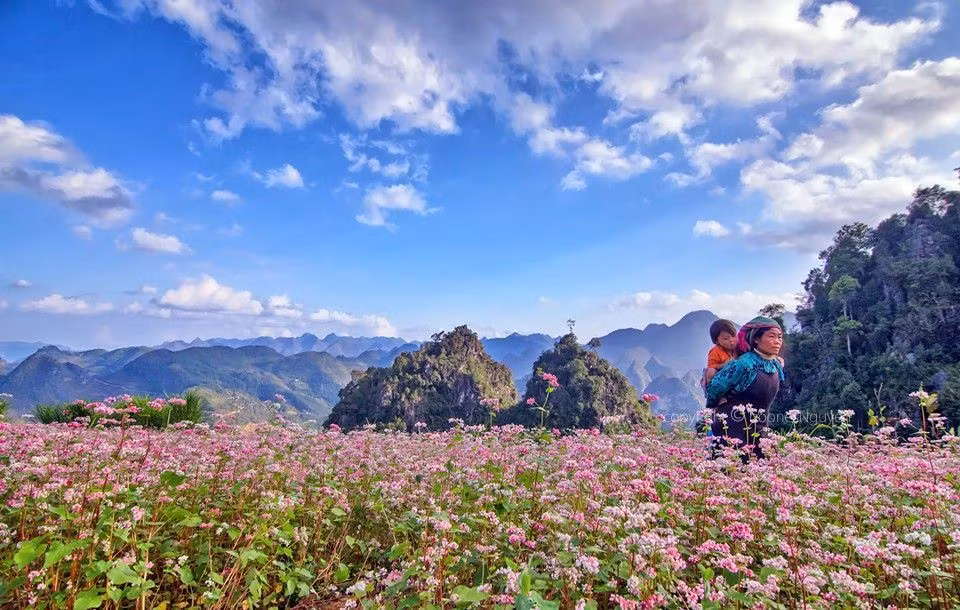 Ha Giang prête pour la 2e fête des fleurs de sarrasin ảnh 1