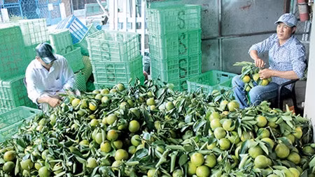 Dans la province de Hâu Giang: Les fruits de la croissance ảnh 1 Dans la province de Hâu Giang: Les fruits de la croissance ảnh 1