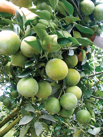 Dans la province de Hâu Giang: Les fruits de la croissance ảnh 2 Dans la province de Hâu Giang: Les fruits de la croissance ảnh 2