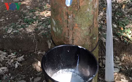 Dien Bien, où l’hévéa repoussera la pauvreté ảnh 1