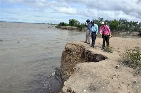 Les mangroves reculent, l’érosion côtière menace ảnh 2