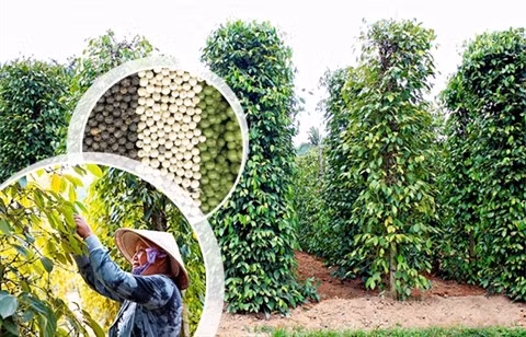 Plantations de poivriers, nouveau filon écotouristique de Phu Quôc ảnh 1