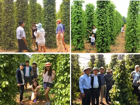 Plantations de poivriers, nouveau filon écotouristique de Phu Quôc ảnh 2
