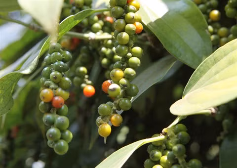 Plantations de poivriers, nouveau filon écotouristique de Phu Quôc ảnh 3