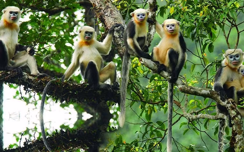 Monkey Day 2022 sensibilise à la conservation des rares rhinopithèques du Tonkin à Ha Giang ảnh 1