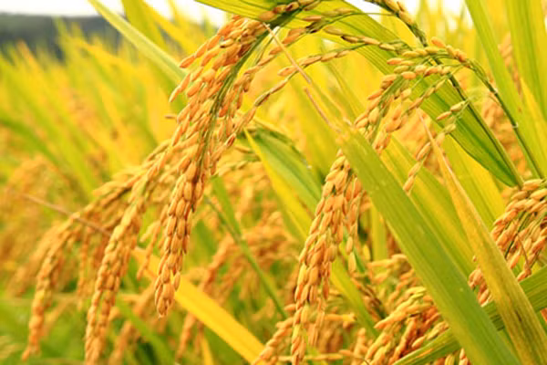 Une application pilote pour identifier des organismes nuisibles sur le riz ảnh 1 Une application pilote pour identifier des organismes nuisibles sur le riz ảnh 1