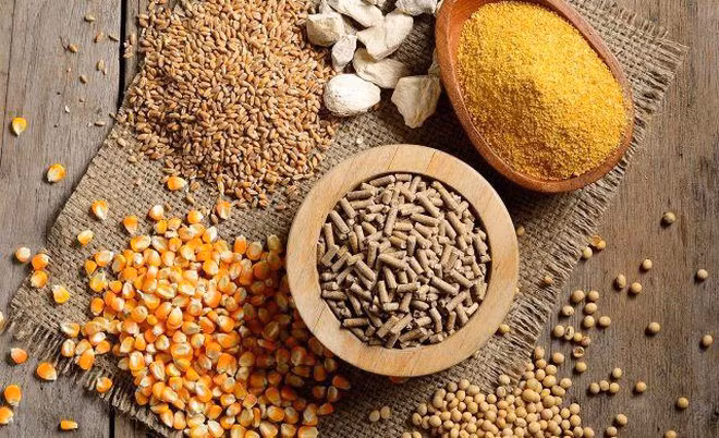 Le Vietnam importe 9,07 mds de dollars de matières premières pour l’alimentation animale ảnh 1