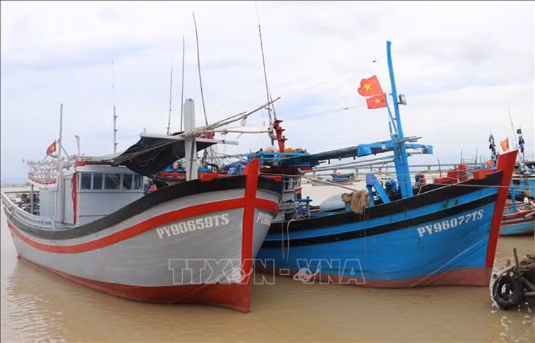 Pêche INN: Ba Ria-Vung Tau s'efforce de supprimer le "carton jaune" de la CE ảnh 1