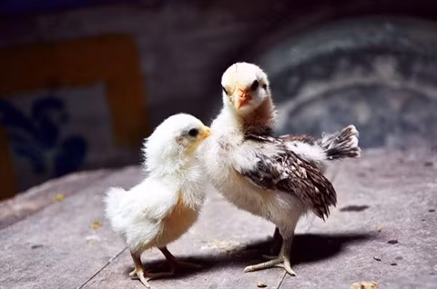 L'élevage de la plus petite race de poules domestiques rapporte gros ảnh 2