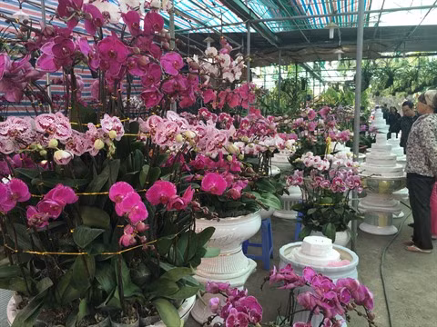 Le marché floral de Van Phuc bat son plein à l’approche du Têt ảnh 2