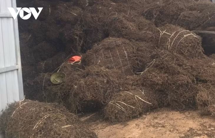 C’est ce qui s’appelle une plante miracle ảnh 1