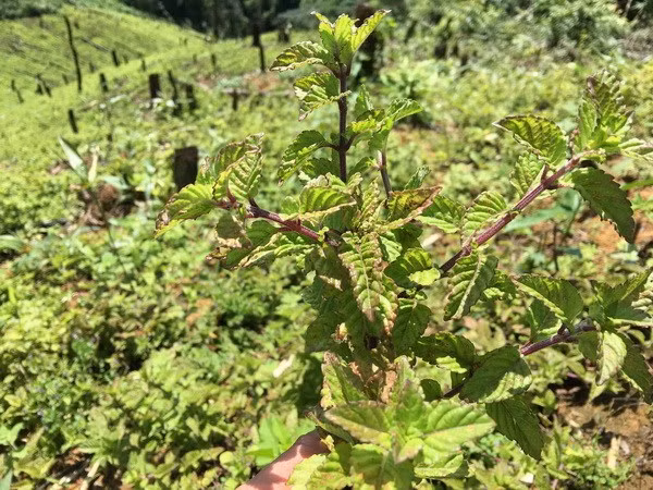 Le Vietnam pourrait exporter de gelée d’herbe vers la Chine ảnh 1