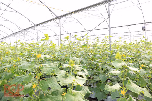 Bac Giang applique les sciences et technologies pour son développement socio-économique ảnh 1