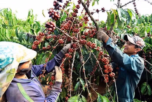 Les exportations nationales de café rapportent 771 millions de dollars au premier trimestre ảnh 1 Les exportations nationales de café rapportent 771 millions de dollars au premier trimestre ảnh 1