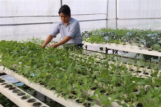 Inde et Vietnam promeuvent le commerce bilatéral ảnh 1