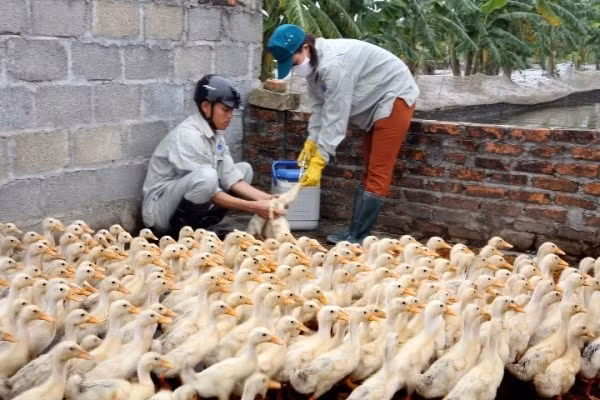 Plus de 762 milliards de dongs consacrés à la lutte contre la grippe aviaire ảnh 1 Plus de 762 milliards de dongs consacrés à la lutte contre la grippe aviaire ảnh 1