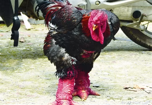 Gastronomie: Trois races de poulets qui font saliver les gourmets ảnh 3