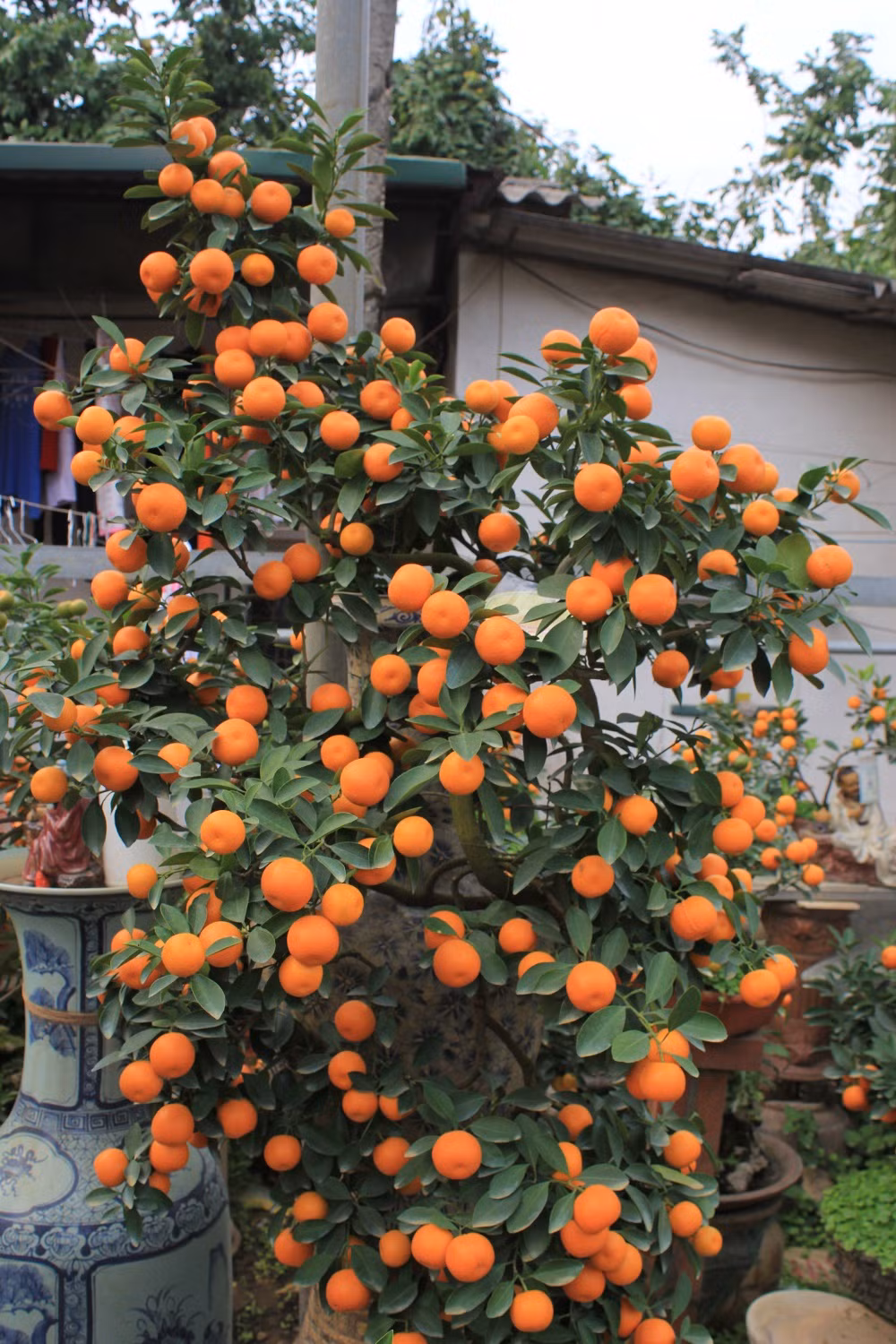  Kumquat bonsaï, la nouvelle mode du Têt ảnh 3 Kumquat bonsaï, la nouvelle mode du Têt ảnh 3