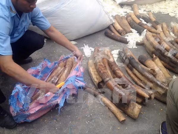Saisie de plus de 180 kg d'ivoire en provenance d'Angola ảnh 1 Saisie de plus de 180 kg d'ivoire en provenance d'Angola ảnh 1