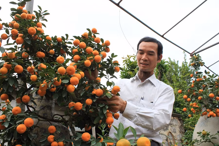  Kumquat bonsaï, la nouvelle mode du Têt ảnh 2 Kumquat bonsaï, la nouvelle mode du Têt ảnh 2