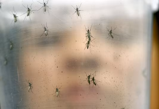 Le Vietnam redouble de vigilance face aux risques du virus Zika ảnh 2