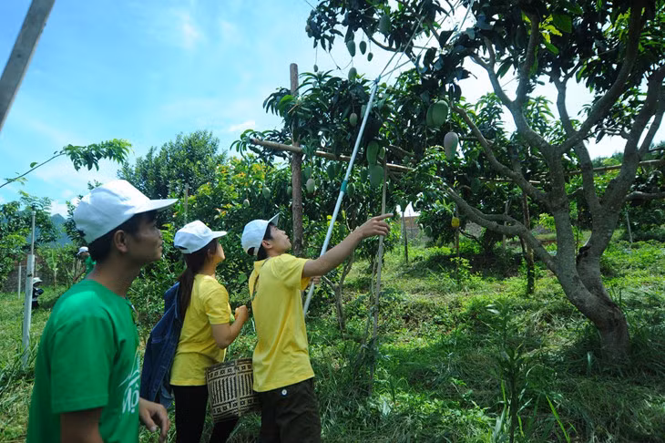 Un peu d’agrotourisme à Môc Châu ảnh 1