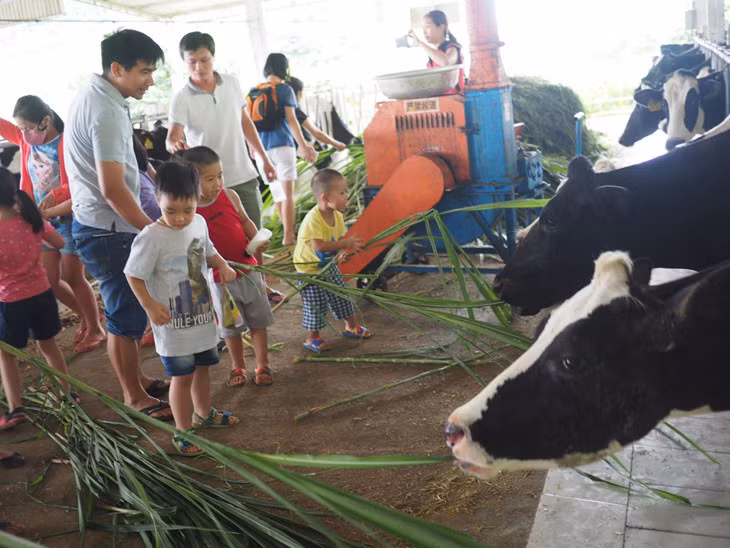 Un peu d’agrotourisme à Môc Châu ảnh 4