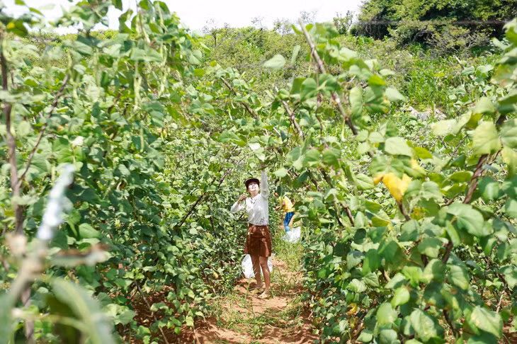 Un peu d’agrotourisme à Môc Châu ảnh 2