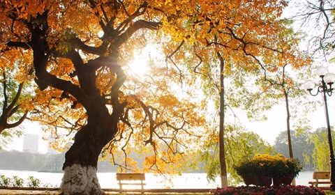 La diversité des arbres de Hanoï ảnh 2