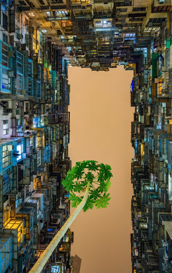 La photographie vietnamienne a de beaux jours devant elle ảnh 3