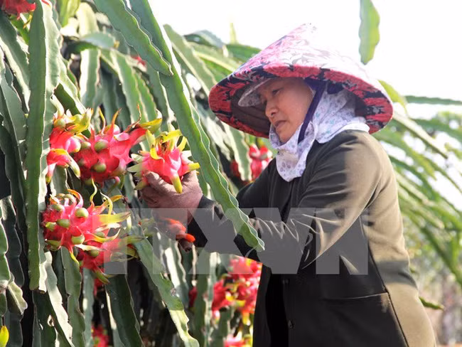 La Chine intensifie l'importation de produits agricoles du Vietnam ảnh 1