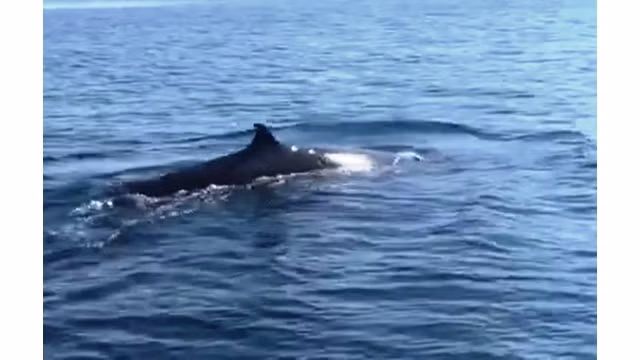 Une baleine de plus de 4 m dans les eaux de Cù Lao Chàm ảnh 1 Une baleine de plus de 4 m dans les eaux de Cù Lao Chàm ảnh 1