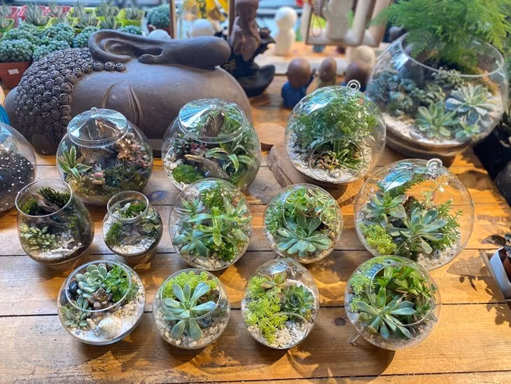 Le terrarium végétal enchante les jeunes ảnh 3