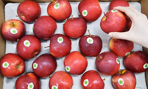 Les Vietnamiens friands de pommes françaises ảnh 1