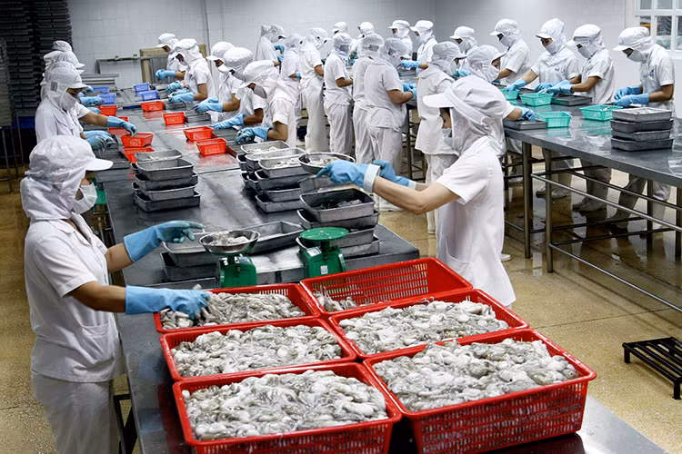 Les céphalopodes vietnamiens très populaires dans le monde ảnh 1 Les céphalopodes vietnamiens très populaires dans le monde ảnh 1