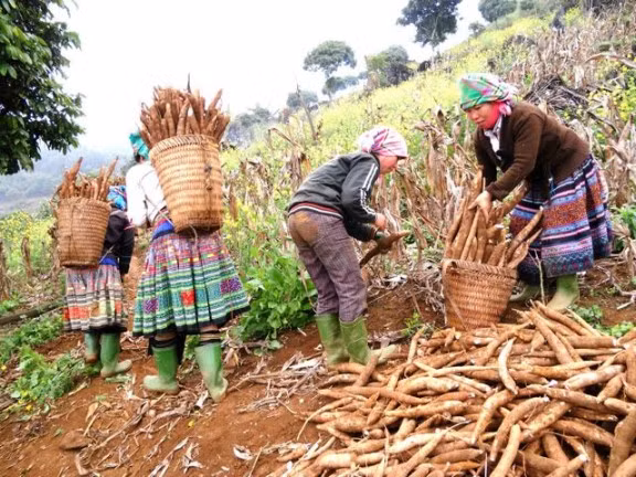 Plus de 80% du volume de manioc du Vietnam exporté en Chine ảnh 1 Plus de 80% du volume de manioc du Vietnam exporté en Chine ảnh 1