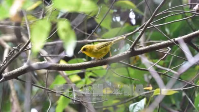 La réserve naturelle de Xuân Liên protège ses espèces d’oiseaux rares et menacés ảnh 1 La réserve naturelle de Xuân Liên protège ses espèces d’oiseaux rares et menacés ảnh 1