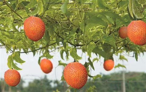 La momordique, le fruit rouge du Têt ảnh 1