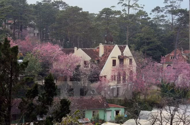 Ouverture de la 1ère fête des fleurs de cerisier de Dà Lat ảnh 1