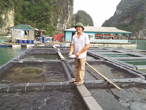 À Quang Ninh, la mer a de la ressource ảnh 1