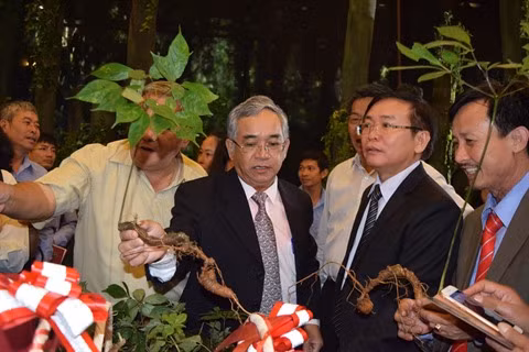 Le ginseng de Ngoc Linh, un trésor national à cultiver ảnh 1
