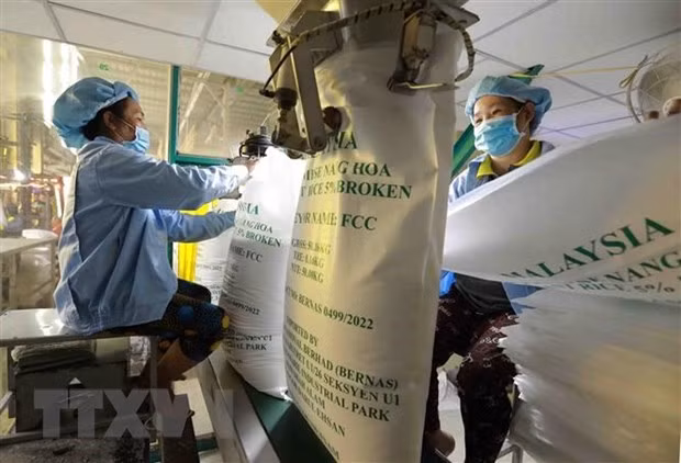 Exportations de riz du Vietnam en hausse en raison de la pénurie d'approvisionnement ảnh 1