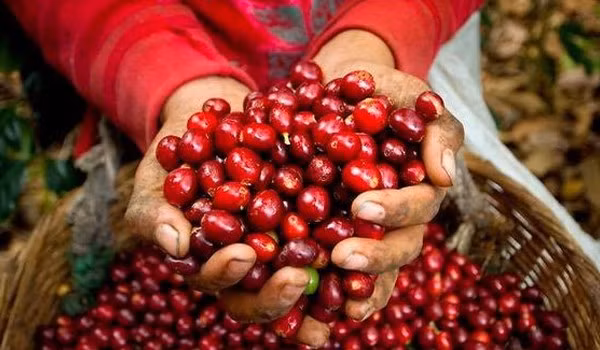 Pour que le café vietnamien s’affirme sur le marché mondial ảnh 1